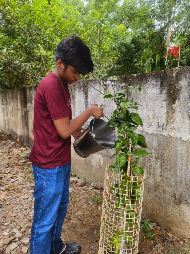 Temple sapling care