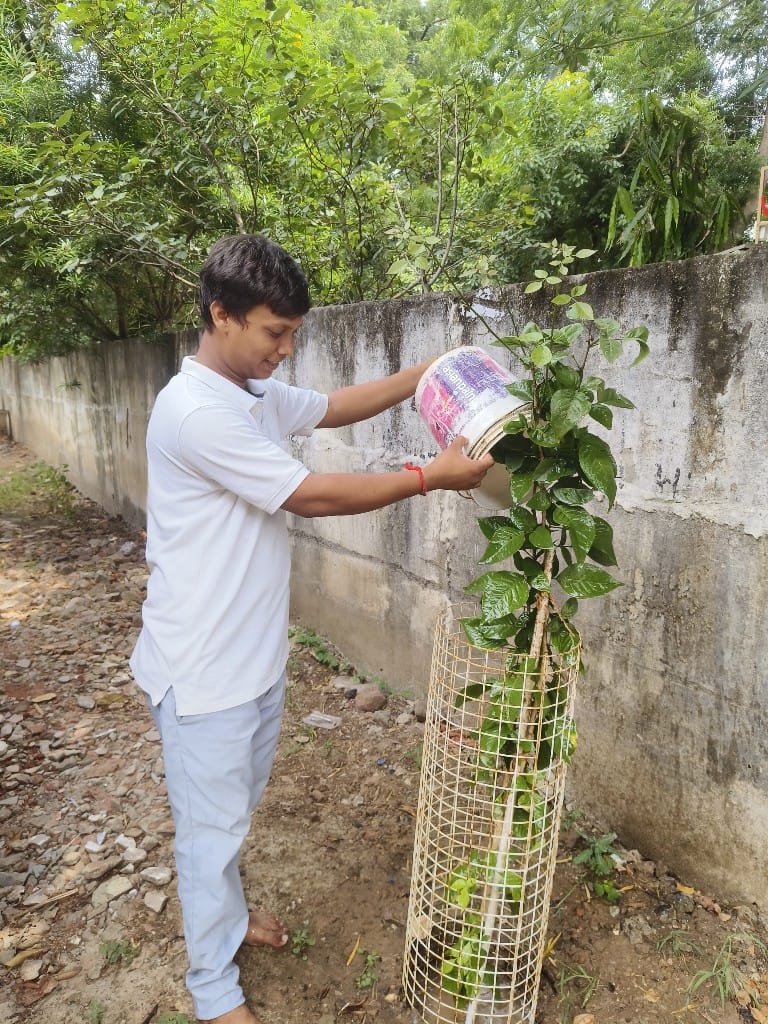 Volunteer pouring water onto a guarded sapling during temple seva