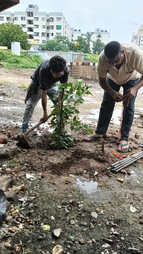 Staking and watering new trees